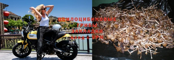 шишки Армянск